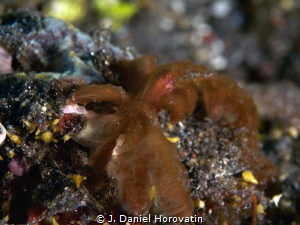 Hairy crab by J. Daniel Horovatin 